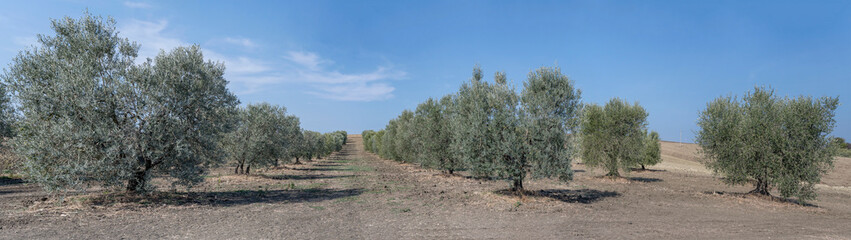 large olive trees field in hilly countryside, near Scansano, Italy
