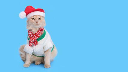 Cat Santa Claus. Close-up portrait of a cute red cat wearing Santa Claus xmas red cap on a blue background. Santa's helper. Merry Christmas. Greeting card Happy New Year. Ginger Cat looking at camera