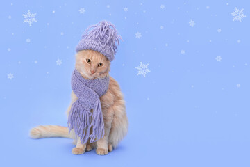 Cat in a knitted blue scarf and a knitted blue hat. Dressed Cat looking away. Kitten close-up on blue background. Without people. Ginger cat ready for cold winter. Snowflake. Snow