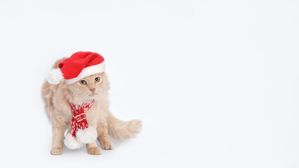 Funny Cat looking shocked or surprised on white background with copy space. Studio headshot portrait of domestic cat against white background. Santa's helper. Cat wearing Santa Claus xmas red hat 