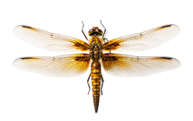 Dragonfly Graceful On Isolated Background