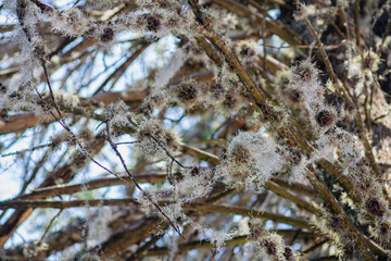 Lichen on Tree