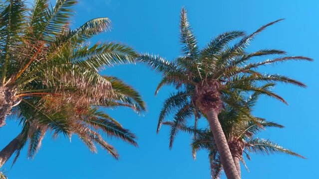 Beautiful green tropical palm trees on the background of the blue sky