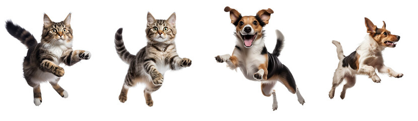 Set of Playing and Jumping Pets: Energetic Dog Jumps and Cat Leaps, Displayed in Side and Front Perspectives, Isolated on Transparent Background, PNG