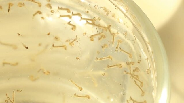  Mosquito larvae in water , in door  Chiangmai Thailand.