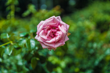 pink rose in garden