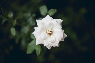 white flower