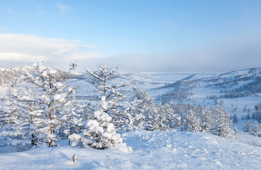 Winter wonderland. Beautiful winter landscape of snow-covered larch trees on coastal hills at Small Sea on Baikal Lake. Kurkut Bay after snowfall. Christmas and New Year holidays outdoors