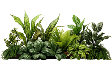 Plant Display On Isolated Background