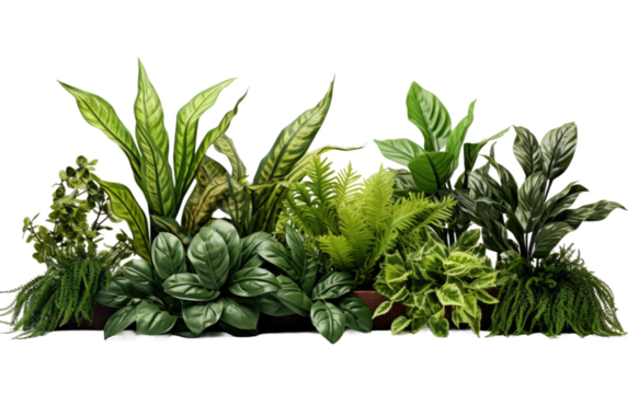 Plant Display On Isolated Background