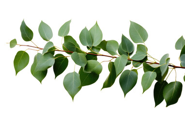Aromatherapy Eucalyptus Natural Healing Scent on a White or Clear Surface PNG Transparent Background