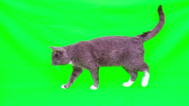 Cat is going on a green screen chromakey. Gray cat isolated on a greenscreen. Feline is slowly walking. Cat is Coming. Kitten video. Keying. Advertising of goods for pets. Side View. Full body shot.	