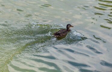 duck in the water