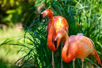 Fotobehang Flamingo © Sandra G. Matocha