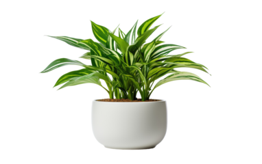 House Greenery Indoor Plant View on a White or Clear Surface PNG Transparent Background