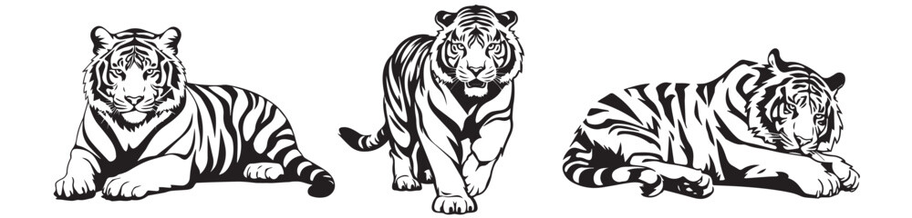 Set of tiger silhouettes in different positions, black and white vector graphics, silhouette laser cutting - obrazy, fototapety, plakaty