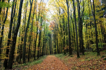 Obraz premium A forest in autumn