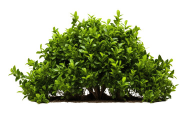 Obraz premium Foliage Haven Lush Green Bushland on a White or Clear Surface PNG Transparent Background