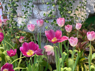 Tulips are blooming in the garden. Selective focus.