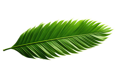 Exotic Greenery Palm Leaf Essence on a White or Clear Surface PNG Transparent Background