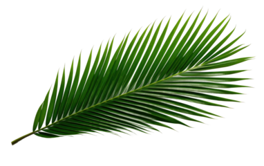 Tropical Frond Palm Tree Leaf on a White or Clear Surface PNG Transparent Background