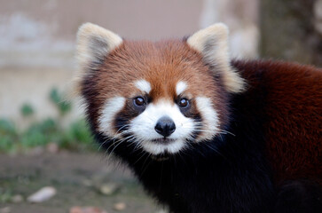 レッサーパンダ