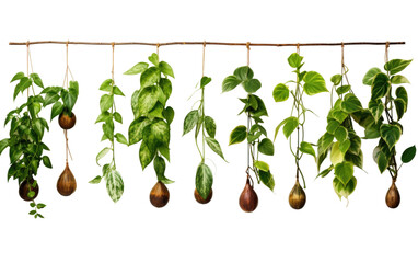 Suspended Plants Greenery in Motion on a White or Clear Surface PNG Transparent Background