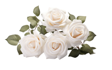 Blooming Elegance White Roses Grace on a White or Clear Surface PNG Transparent Background