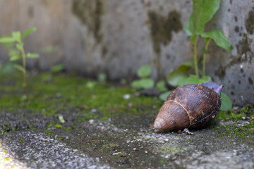 中国観光地の道端のカタツムリ