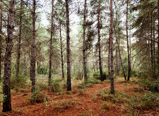 Partial view of a typical Turkish pine (Pinus bruita) forest in a rainy December day