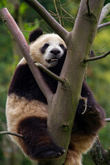 Giant panda bear
