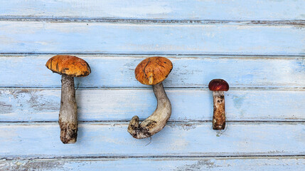 Culinary background with wild mushrooms on a blue wooden background