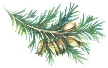 Incense-cedars Calocedrus. Watercolor hand drawing painted illustration.