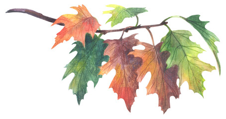 Northern red oak Quercus rubra. Watercolor hand drawing painted illustration. 