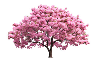 Fresh Beginnings Springs Flourishing Tree on a White or Clear Surface PNG Transparent Background