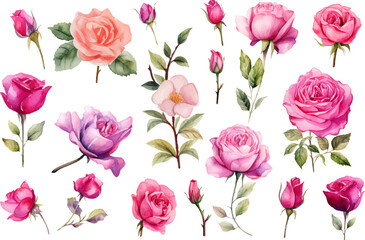 watercolor pink roses