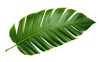 Tropical Oasis Vibrant Palm Leaf on a White or Clear Surface PNG Transparent Background