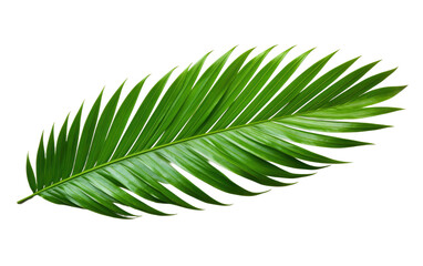 Lush Greenery Tropical Palm Leaves on a White or Clear Surface PNG Transparent Background