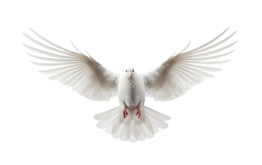 Wings of Peace Majestic White Dove on a White or Clear Surface PNG Transparent Background