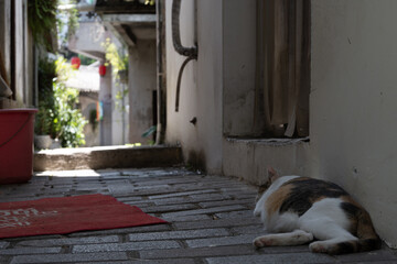 中国観光地の涼む猫