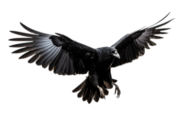 Soaring Eagle Embracing Endless Horizons on a White or Clear Surface PNG Transparent Background