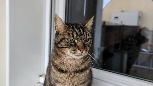 Close-up of the face of a striped cat on a windowsill, gazing in different directions