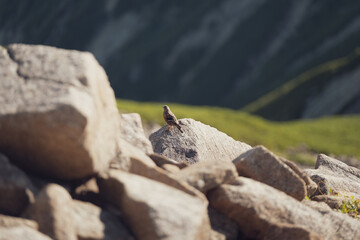 夏の山