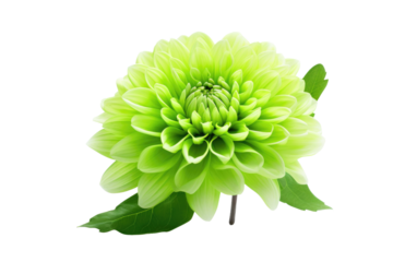 Verdant Beauty Stunning Green Flowers on a White or Clear Surface PNG Transparent Background