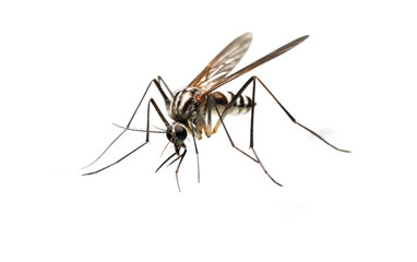 Massive Mosquitoes Airborne Summer Pests on a White or Clear Surface PNG Transparent Background