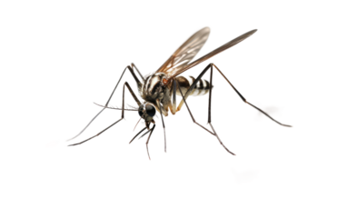 Massive Mosquitoes Airborne Summer Pests on a White or Clear Surface PNG Transparent Background