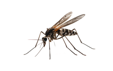 Oversized Mosquitoes Skyborne Summer Annoyance on a White or Clear Surface PNG Transparent Background