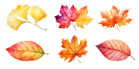Obraz premium Watercolor Tropical colorful autumn dry leaves elements isolated on transparent background, welcome bouquets greeting or wedding card invitation, decoration and mock up.