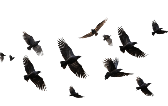 Aerial Symphony Graceful Birds Flock on a White or Clear Surface PNG Transparent Background