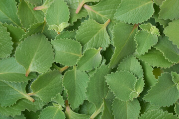 pile of freshly harvested oregano plant leaves, aka origanum or wild marjoram, widely used aromatic...